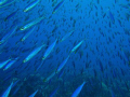   Its raining mackerel  